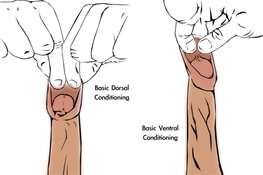 Foreskin restoration manual tugging method 3 Foreskin restoration basic manual tugging method 3